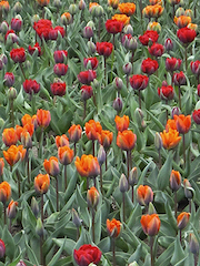 Tulips With Green